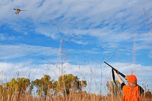 South Dakota Pheasant Hunting Opener