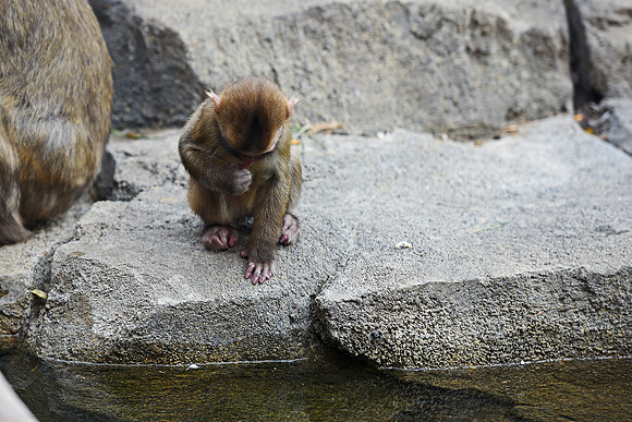 Great Plains Zoo Conservation