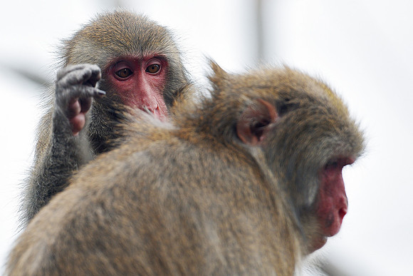 Great Plains Zoo Conservation