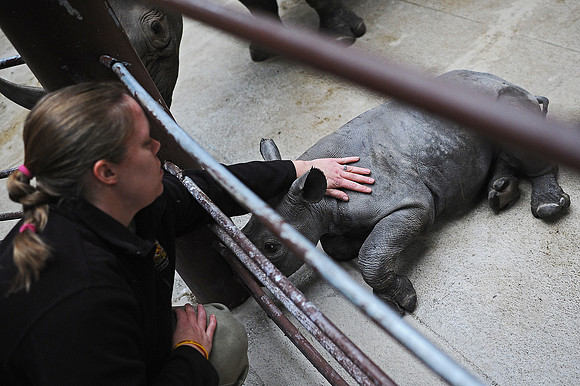 Great Plains Zoo Conservation