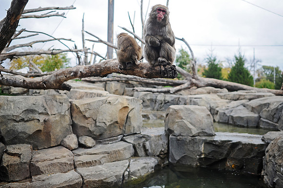 Great Plains Zoo Conservation