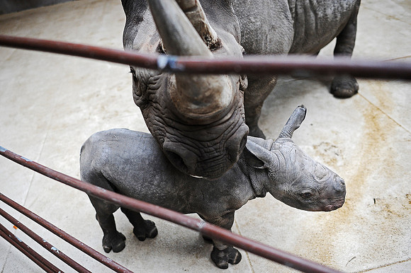 Great Plains Zoo Conservation