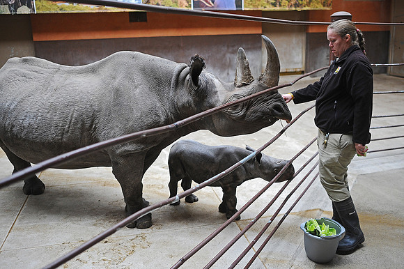 Great Plains Zoo Conservation