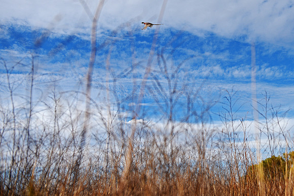 South Dakota Pheasant Hunting Opener