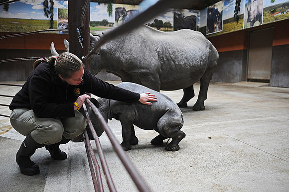 Great Plains Zoo Conservation